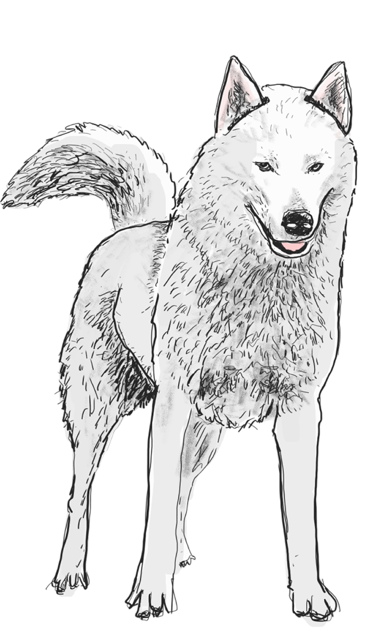 Kayser el Husky Siberiano